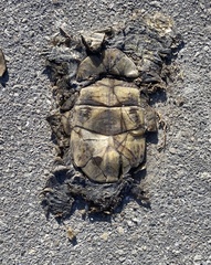 Terrapene carolina bauri
