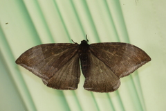 Cyclidia orciferaria