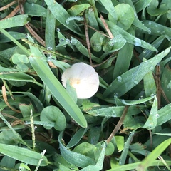 Conocybe apala albipes