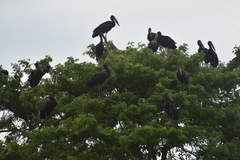 Anastomus lamelligerus