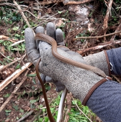 Mastigodryas melanolomus