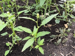 Persicaria tomentosa