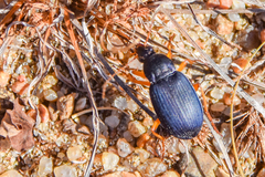 Chlaenius laticollis