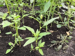 Persicaria tomentosa