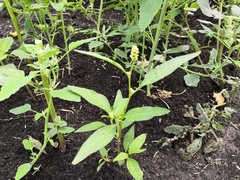 Persicaria tomentosa