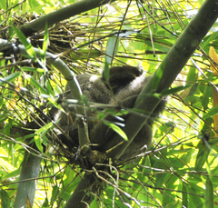 Prolemur simus