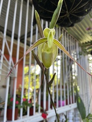 Phragmipedium longifolium