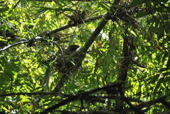 Prolemur simus