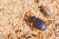 Chlaenius laticollis