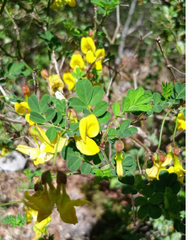 Hippocrepis emerus