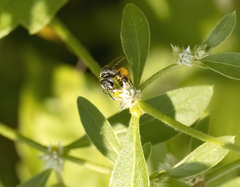 Halictus latisignatus