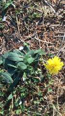 Pilosella officinarum