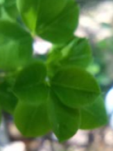 Cytisophyllum sessilifolium