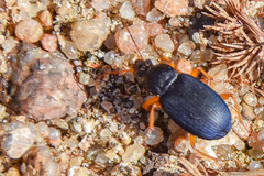 Chlaenius laticollis