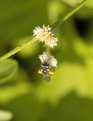 Halictus latisignatus