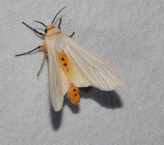 Ustjuzhania lineata