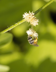 Halictus latisignatus