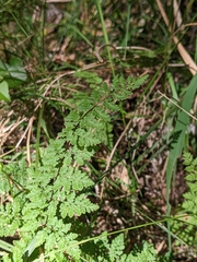 Cheilanthes sieberi sieberi
