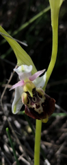 Ophrys fuciflora