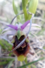 Ophrys scolopax