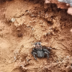 Bassaniana decorata