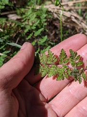 Cheilanthes sieberi sieberi