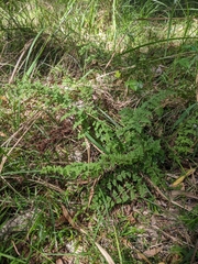 Cheilanthes sieberi sieberi