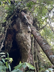 Ocotea pedicellata
