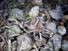 Poltys illepidus