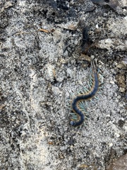 Scolopendra viridis