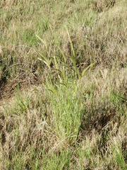 Hordeum stenostachys