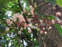 Sterculia monosperma