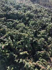 Juniperus communis