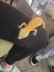 Eublepharis macularius