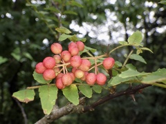 Zanthoxylum piperitum
