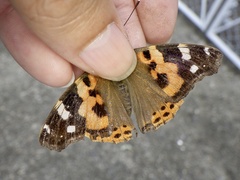 Vanessa indica indica