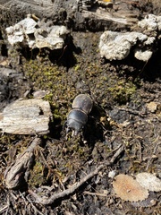 Apterodorcus bacchus