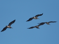 Pelecanidae