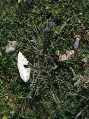 Echium vulgare