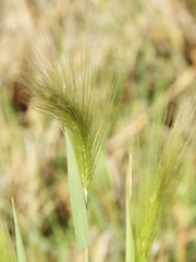 Hordeum stenostachys
