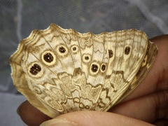 Neope goschkevitschii