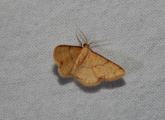 Lomographa indularia