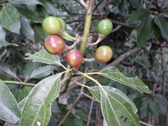 Neolitsea sericea