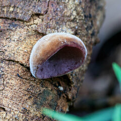 Schizophyllum amplum