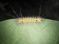 Spilarctia seriatopunctata