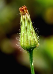 Hypochaeris chillensis