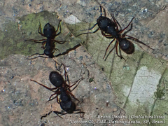 Camponotus rufipes