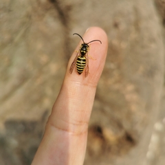 Vespula flaviceps