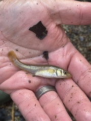 Fundulus diaphanus menona