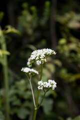 Valeriana capensis